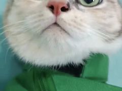 -子乐宠物医院