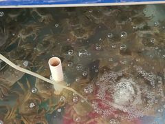 -阳澄湖大闸蟹·琼灵阁牌品牌连锁(吴中总店)
