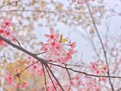 -武汉市园林科普公园