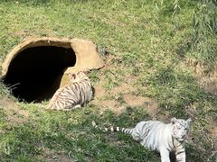 -北京野生动物园