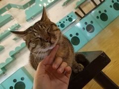 -萌喵咖啡屋(人民东路4号口M16商铺店)