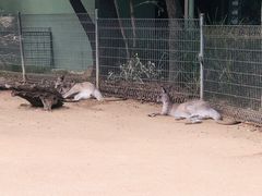 -费瑟代尔野生动物园