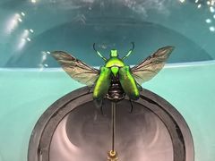 -惠州西湖风景名胜区-丰渚园