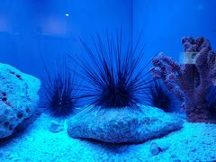 -上海海洋水族馆