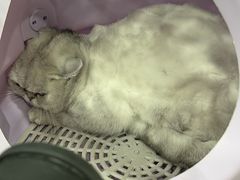 -暖阳宠物医院·犬猫康复中心·骨科