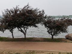 -丁香湖公园
