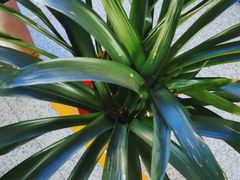 -美联英语(绿宝中心)