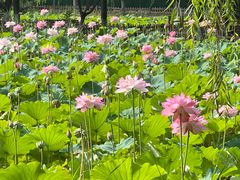 -东升八家郊野公园