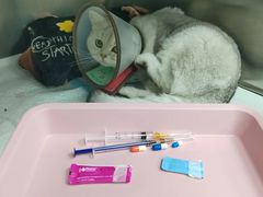 -东莞宠友24H宠物中心医院·转诊夜诊·异宠(新河北路院)