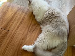 -MOCHA明星猫咖(田子坊店)