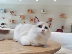 -藏猫猫咖啡主题馆(中央大道店)