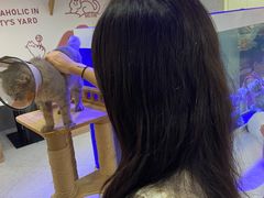 -喵园·猫主题咖啡厅·撸猫·猫咖(国贸店)