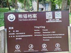-都江堰中华大熊猫苑