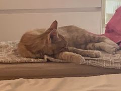 -BABIT巴比特宠物(MOMOPARK店)