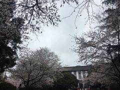 -武汉大学-樱园