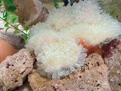 -太平洋海底世界