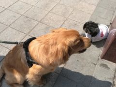 -八公叔叔宠物美容连锁(春申店)