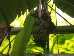 -呀路古热带植物园