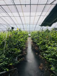 点击看大图 -蓝呗呗蓝莓草莓采摘园(通州区马驹桥店)
