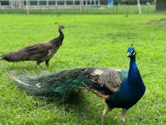-苏州太湖西山岛开心农场