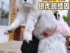 -十年猫舍·猫咪专门店(普陀店)