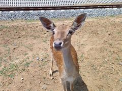 -秦皇岛野生动物园