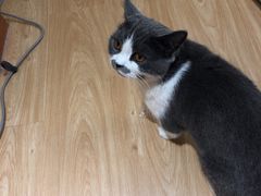 -猫和宫(六道口店)