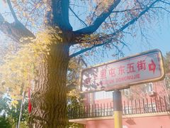 -三里屯东五街银杏大道