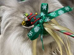 -momokira米努特·德文卷毛猫·棉花面纱犬