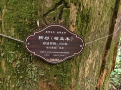 -天目山大树王景区