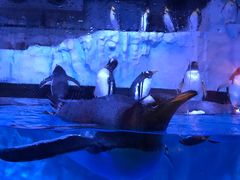 -芜湖新华联大白鲸海洋公园