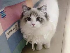 -欣宠猫屋·矮脚拿破仑·蓝金金渐层