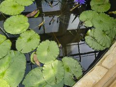 -国家植物园南园