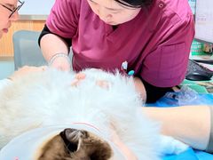 -宠福鑫动物医院(城北分院)