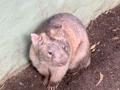 -费瑟代尔野生动物园