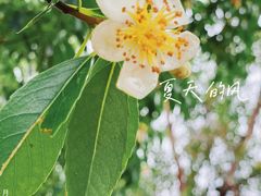 -火炉山森林公园