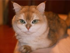 -Bastet sally猫舍购宠(静安店)