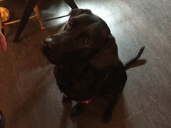 -百好乐宠物友好餐厅(朝外大街店)