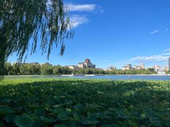 -莲花池公园