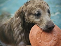 -汪说喵讲宠物乐园宠物酒店(红星美凯龙店)