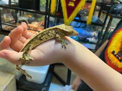 -乌龙爬宠部落(信和购物广场店)