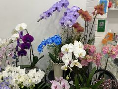 -Flower in(密渡桥店)