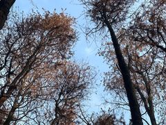 -上海共青森林公园