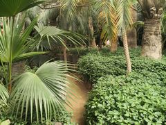 -呀路古热带植物园