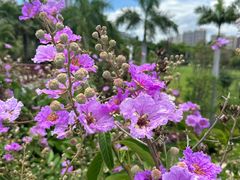 -金鸡岭桥头公园