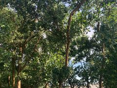 -宝安西湾红树林湿地公园