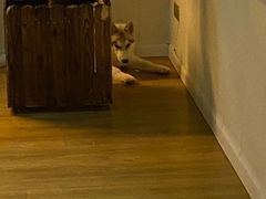 -Husky Go! 哈士奇体验馆·宠物咖啡厅狗咖