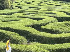 -大屏嶂森林公园