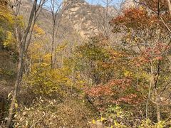 -大岭沟猕猴桃谷风景区