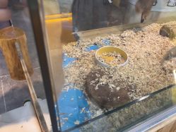 -神奇动物撸宠馆·羊驼·小浣熊·异宠(豫园店)